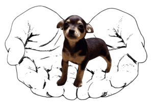 Hands Holding A Chihuahua Puppy