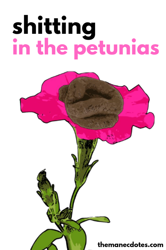 A pink petunia with poo on top with text overlay - shitting in the petunias