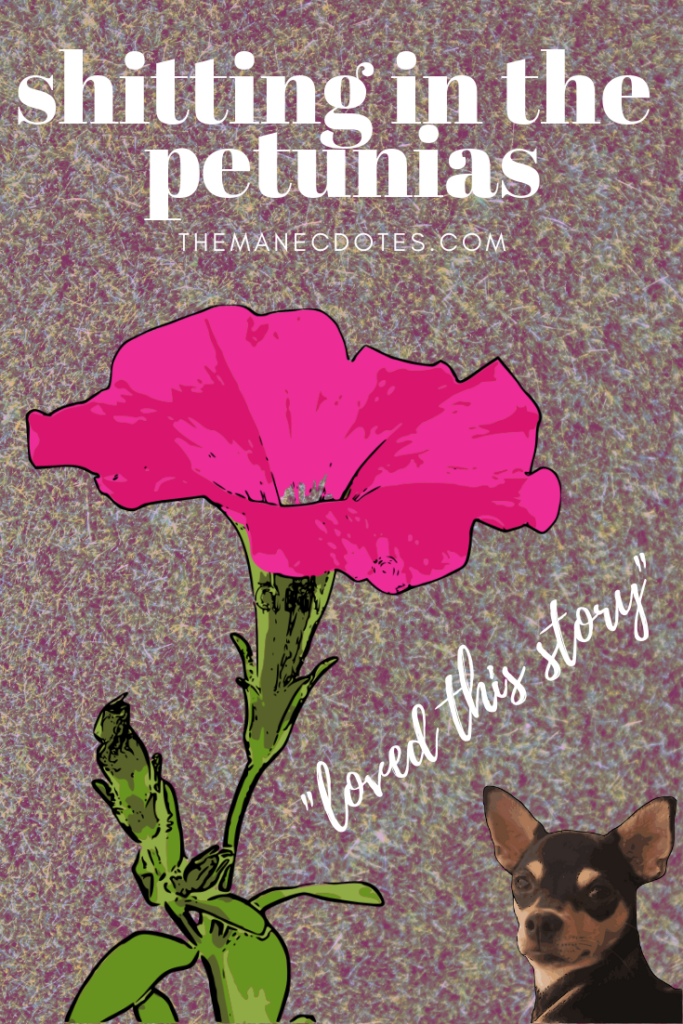 A pink petunia with a chihuahua with text overlay - shitting in the petunias